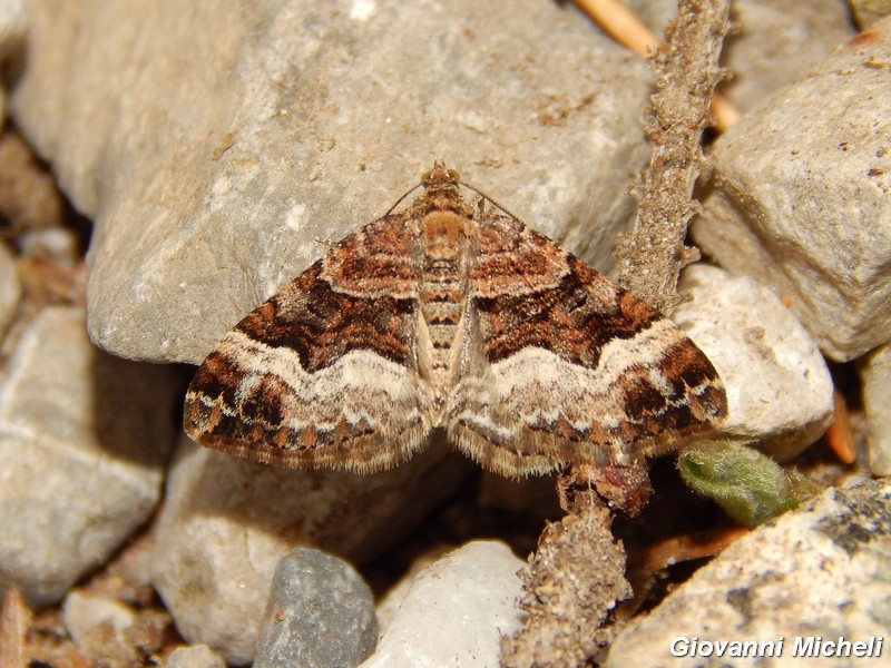 Epirrhoe di montagna , ma quale?